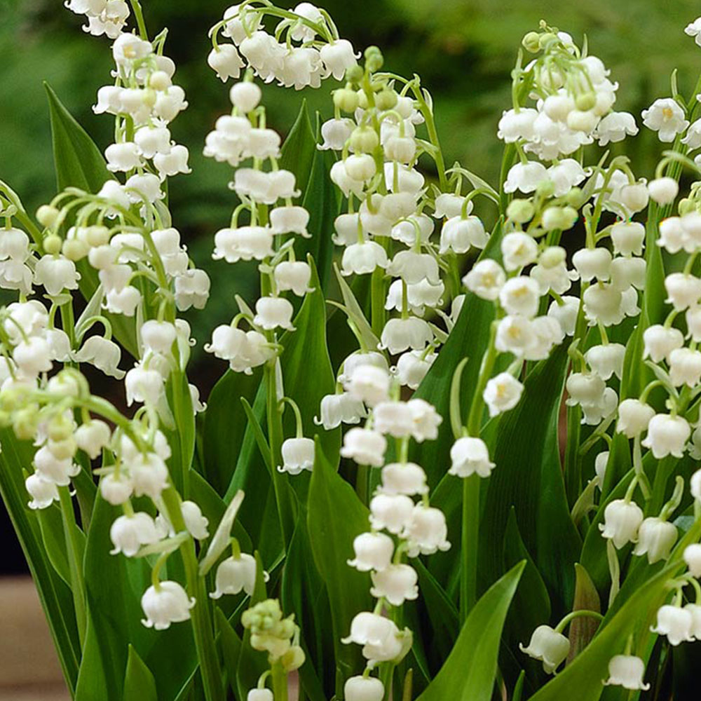 Convallaria majalis 'Bordeaux'